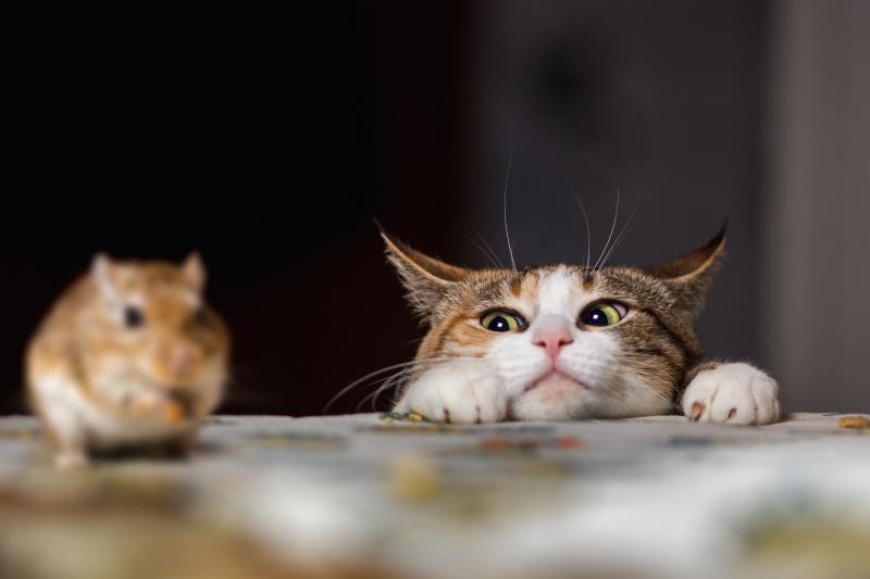 Il gatto guarda il topo