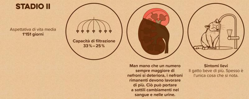 Diagramma: Stadio 2 della malattia renale nei gatti