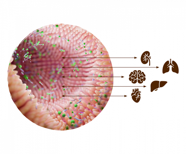 Illustrazione del microbioma